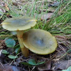 Cortinarius austrovenetus at Namadgi National Park - 29 May 2016 10:26 AM