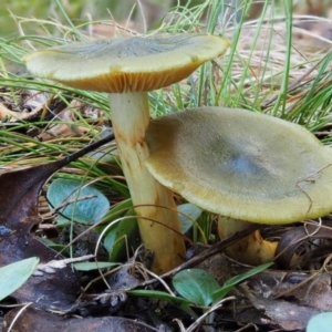 Cortinarius austrovenetus at Namadgi National Park - 29 May 2016 10:26 AM