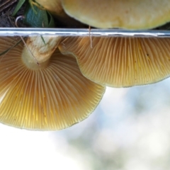 Cortinarius austrovenetus at Namadgi National Park - 29 May 2016 10:26 AM