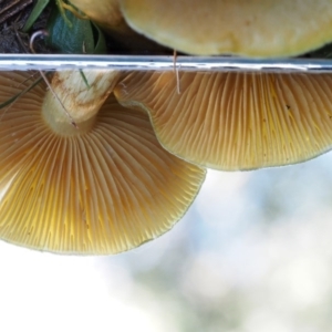 Cortinarius austrovenetus at Namadgi National Park - 29 May 2016 10:26 AM