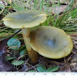 Cortinarius austrovenetus at Namadgi National Park - 29 May 2016 10:26 AM