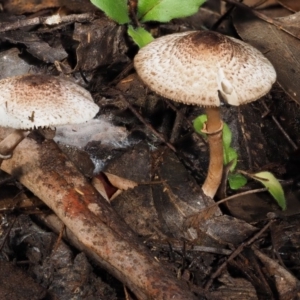 Lepiota s.l. at Cotter River, ACT - 29 May 2016