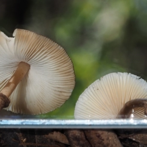 Lepiota s.l. at Cotter River, ACT - 29 May 2016