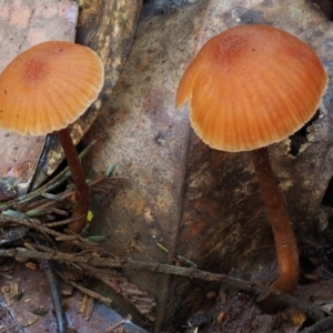 Laccaria sp. at Cotter River, ACT - 29 May 2016 11:17 AM