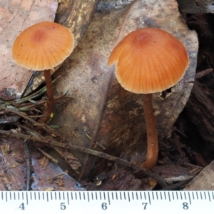 Laccaria sp. at Cotter River, ACT - 29 May 2016 11:17 AM