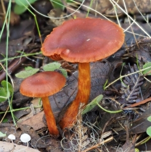 Dermocybe sp. at Cotter River, ACT - 29 May 2016 12:09 PM