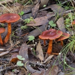 Dermocybe sp. at Cotter River, ACT - 29 May 2016