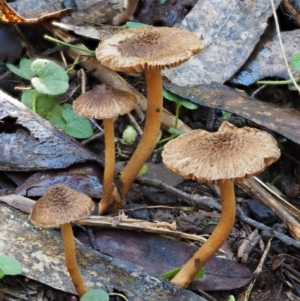 Inocybe sp. at Cotter River, ACT - 29 May 2016