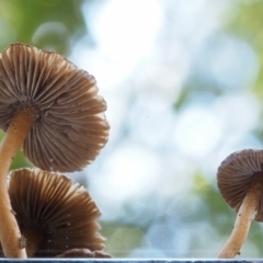 Inocybe sp. at Cotter River, ACT - 29 May 2016