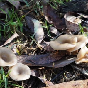 Clitocybe s. l. at Cotter River, ACT - 29 May 2016