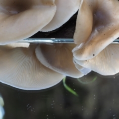 Clitocybe s. l. at Cotter River, ACT - 29 May 2016