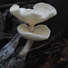 Clitocybe s. l. at Cotter River, ACT - 29 May 2016 by KenT