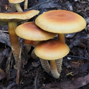 Hypholoma sp. at Cotter River, ACT - 29 May 2016