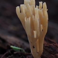 Artomyces sp. (A coral fungus) at Cotter River, ACT - 29 May 2016 by KenT