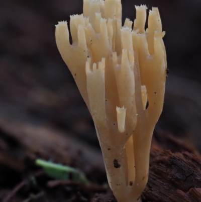 Artomyces sp. (A coral fungus) at Cotter River, ACT - 29 May 2016 by KenT