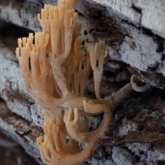 Artomyces sp. at Cotter River, ACT - 29 May 2016 11:49 AM