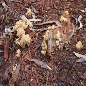 Artomyces sp. at Cotter River, ACT - 29 May 2016 11:49 AM