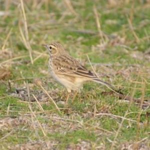 Anthus australis at Red Hill, ACT - 6 Sep 2015