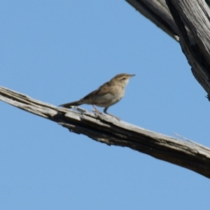 Cincloramphus mathewsi at Hume, ACT - 27 Dec 2015