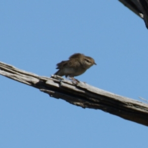 Cincloramphus mathewsi at Hume, ACT - 27 Dec 2015