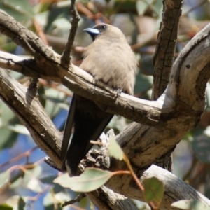 Artamus cyanopterus at Hume, ACT - 27 Dec 2015