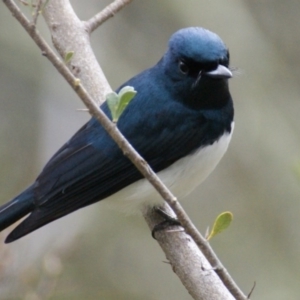 Myiagra cyanoleuca at Garran, ACT - 22 Oct 2015 04:35 PM