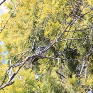 Oriolus sagittatus at Canberra Central, ACT - 1 Oct 2015