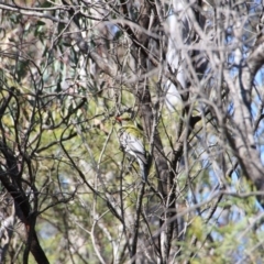 Oriolus sagittatus at Canberra Central, ACT - 1 Oct 2015