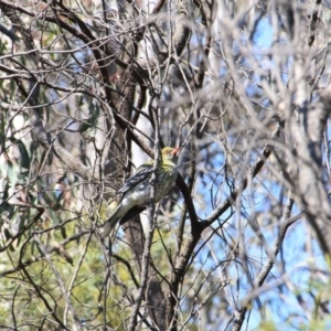 Oriolus sagittatus at Canberra Central, ACT - 1 Oct 2015