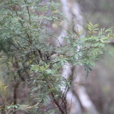 Pyrrholaemus sagittatus (Speckled Warbler) at Canberra Central, ACT - 12 Apr 2015 by petersan