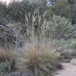 Rytidosperma pallidum at Tralee, NSW - 17 Feb 2016 07:54 PM