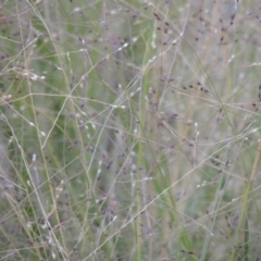 Panicum effusum (Hairy Panic Grass) at Tralee, NSW - 17 Feb 2016 by MichaelBedingfield