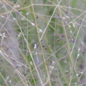 Panicum effusum at Tralee, NSW - 17 Feb 2016 08:01 PM