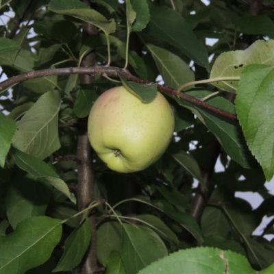 Malus pumila (Apple) at Tuggeranong Pines - 17 Feb 2016 by MichaelBedingfield