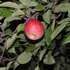 Malus pumila (Apple) at Chisholm, ACT - 17 Feb 2016 by MichaelBedingfield