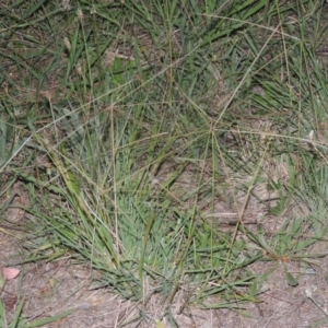 Chloris truncata at Chisholm, ACT - 17 Feb 2016 08:30 PM