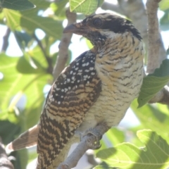 Eudynamys orientalis (Pacific Koel) at Conder, ACT - 18 Feb 2016 by MichaelBedingfield