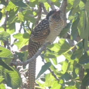 Eudynamys orientalis at Conder, ACT - 18 Feb 2016