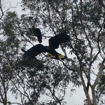 Zanda funerea (Yellow-tailed Black-Cockatoo) at O'Connor, ACT - 31 May 2016 by JoshMulvaney