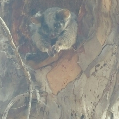 Pseudocheirus peregrinus (Common Ringtail Possum) at O'Connor, ACT - 1 Jun 2016 by JoshMulvaney