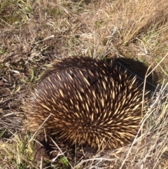 Tachyglossus aculeatus (Short-beaked Echidna) at Stromlo, ACT - 1 Jun 2016 by JoshMulvaney