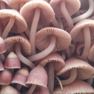 Mycena 'clarkeana group' at Paddys River, ACT - 1 Jun 2016