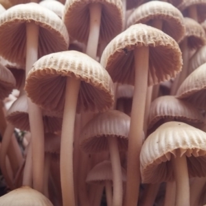 Mycena 'clarkeana group' at Paddys River, ACT - 1 Jun 2016