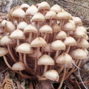 Mycena 'clarkeana group' at Paddys River, ACT - 1 Jun 2016