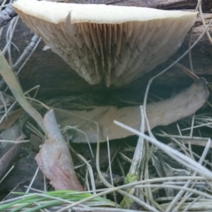 zz Agaric (stemless) at Paddys River, ACT - 24 May 2016