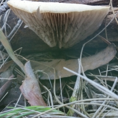 zz Agaric (stemless) at Paddys River, ACT - 24 May 2016 by NickWilson