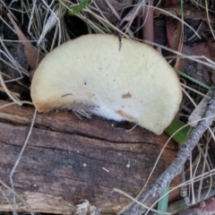 zz Agaric (stemless) at Paddys River, ACT - 24 May 2016 01:54 PM