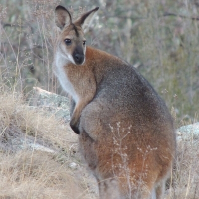 Notamacropus rufogriseus (Red-necked Wallaby) at Tennent, ACT - 7 Aug 2014 by michaelb