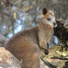 Notamacropus rufogriseus (Red-necked Wallaby) at Conder, ACT - 27 Jul 2014 by michaelb