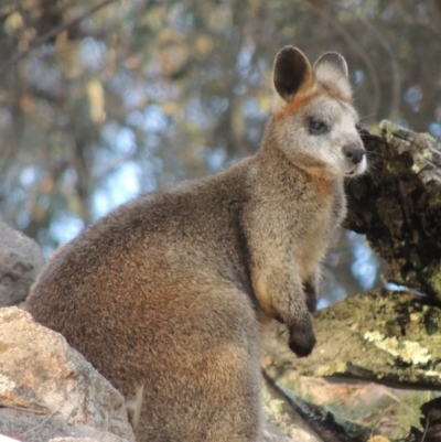 Notamacropus rufogriseus (Red-necked Wallaby) at Conder, ACT - 27 Jul 2014 by MichaelBedingfield